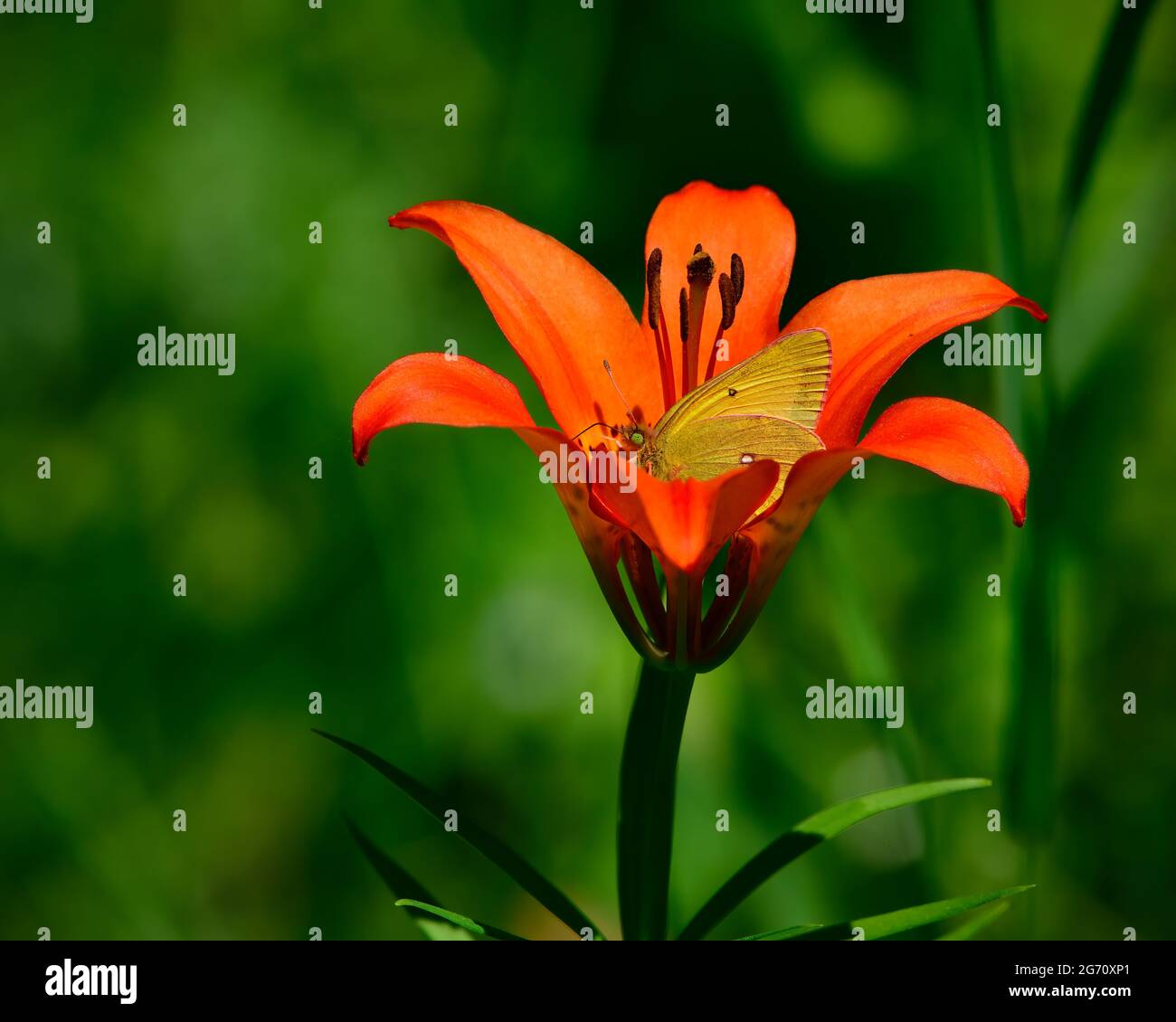 Un giglio di legno (Lilium philadelphicum) con una farfalla di zolfo dal bordo rosa (interno Colias); assaggiando il suo nettare dolce in una zona boscosa Foto Stock
