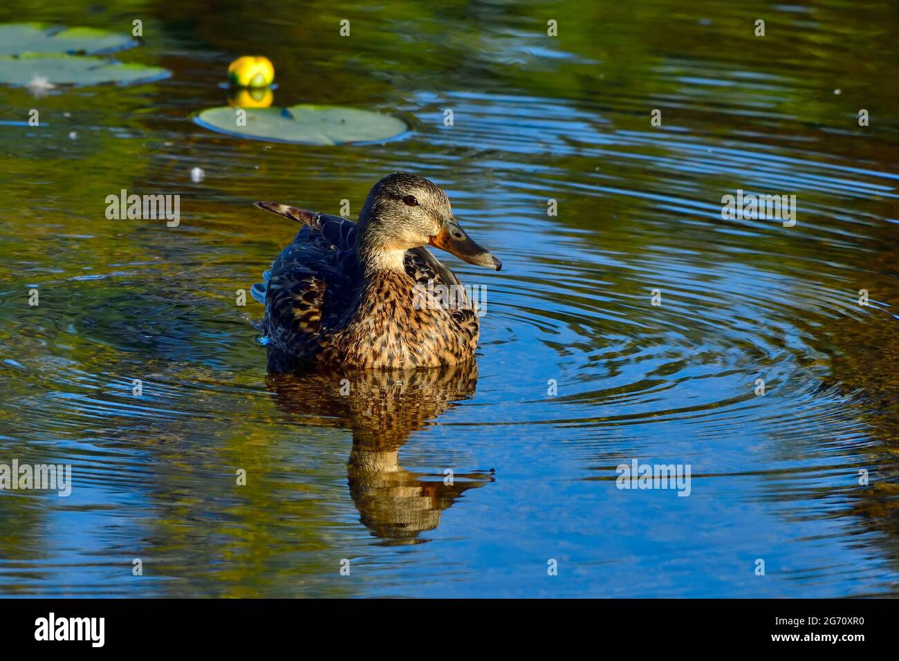 Un'anatra di mallard femminile Anas platyrhynchos; galleggiando su acqua aperta in una zona paludosa nella campagna Alberta Canada Foto Stock