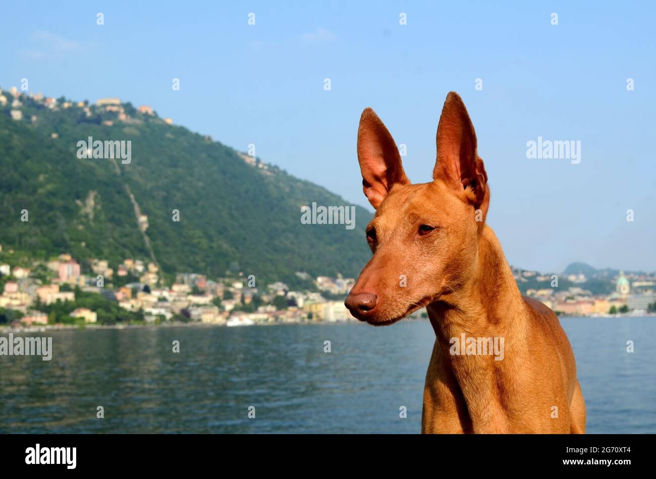 Ritratto di un cane Cirneco dell'Etna su sfondo sfocato Foto Stock