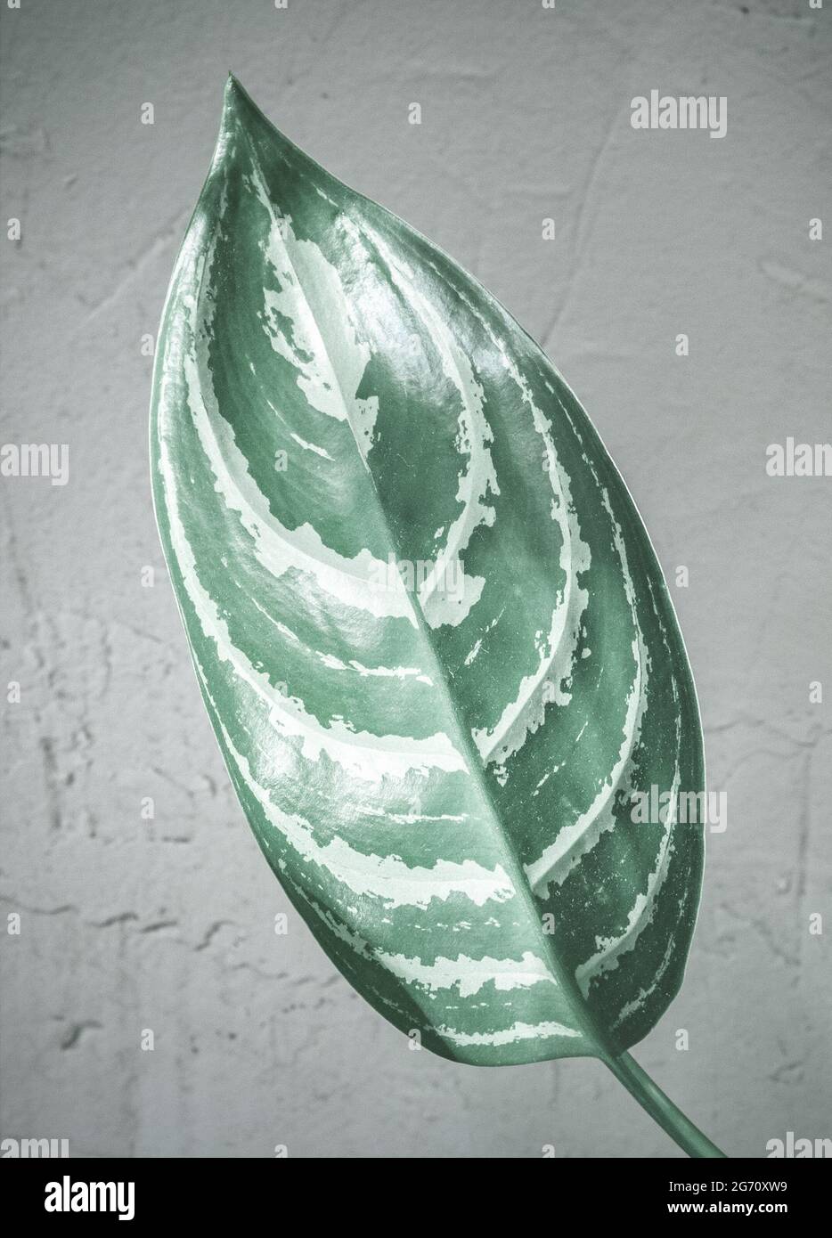 Foglia di Aglaonema Argento vasato pianta Foto Stock