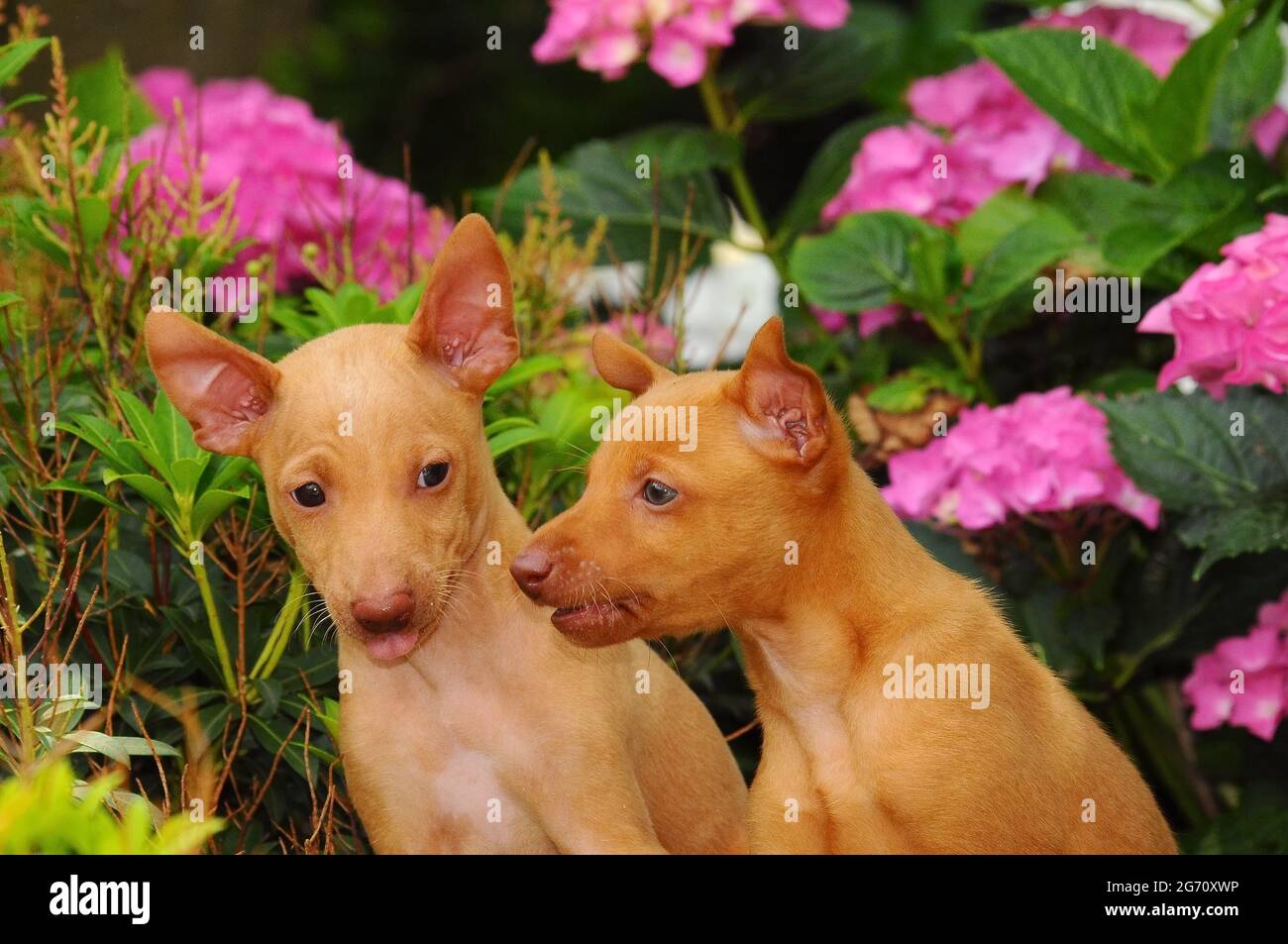 Carino Cirneco dell'Etna cani all'aperto Foto Stock