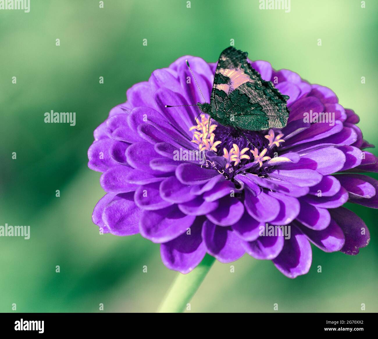 Farfalla di cioccolato su fiore giardino Violet Zinnia Foto Stock