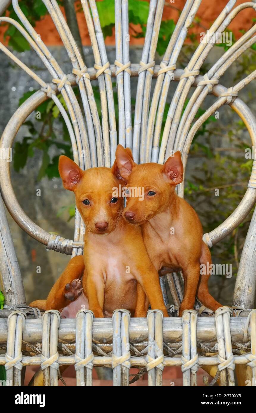 Scatto verticale di due cuccioli di cane Cirneco dell'Etna Foto Stock