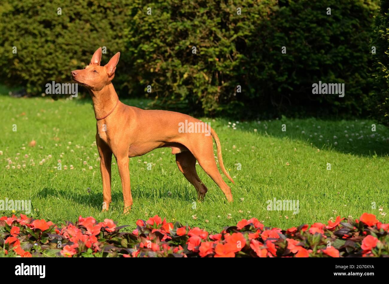 Carino Cirneco dell'Etna cane all'aperto Foto Stock