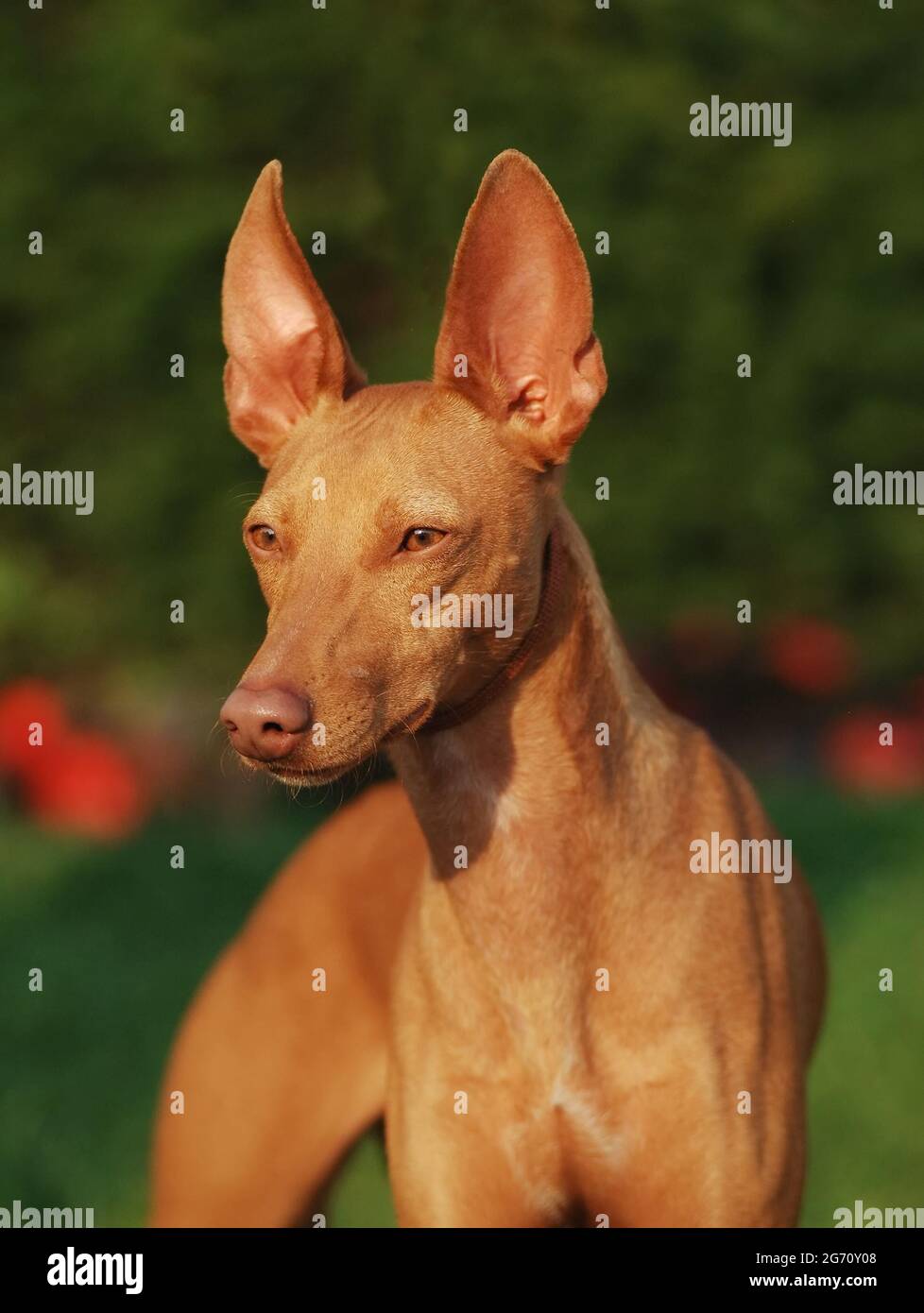 Ritratto di un cane Cirneco dell'Etna su sfondo sfocato Foto Stock