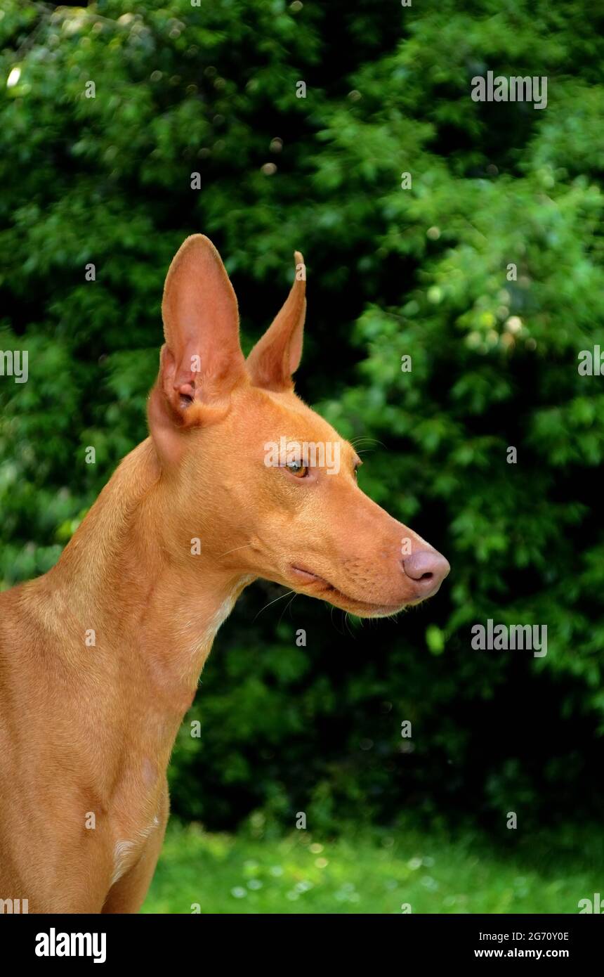 Ritratto del Cirneco dell'Etna cane all'aperto Foto Stock