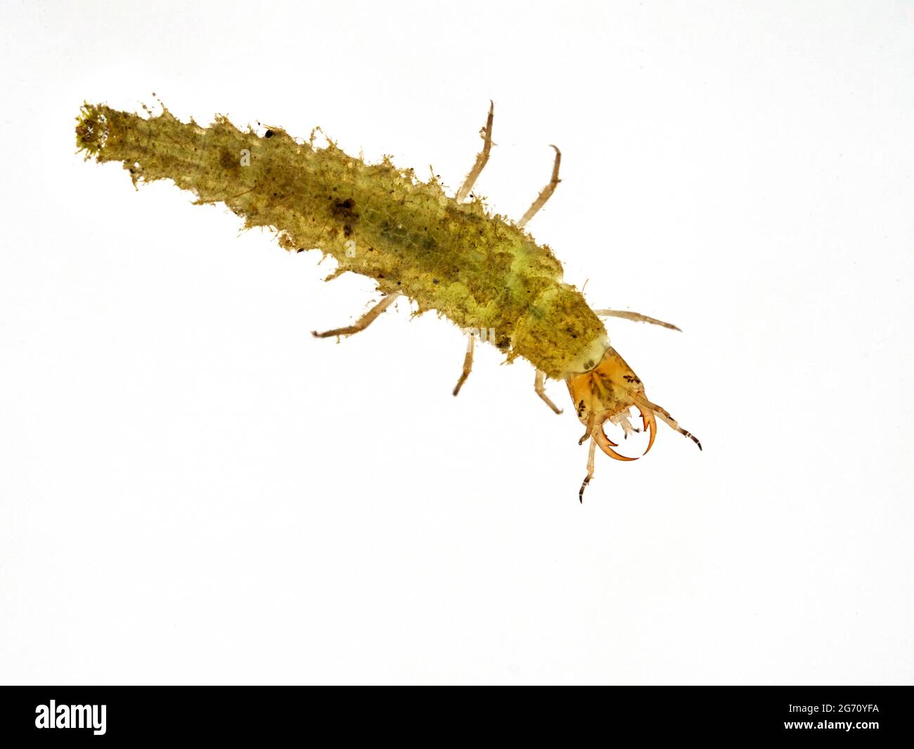 Vista dorsale di una tigre acquatica, che è la larva di un scarabeo predaceo (specie Dytiskidae) isolato su bianco. Delta, British Columbi Foto Stock