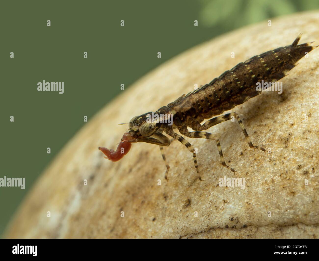 Ninfa di dragonfly acquatica (o naiad) (specie Epiprocta) che riposa su una roccia sott'acqua mentre mangia un bloodworm (larve chironomide) Foto Stock