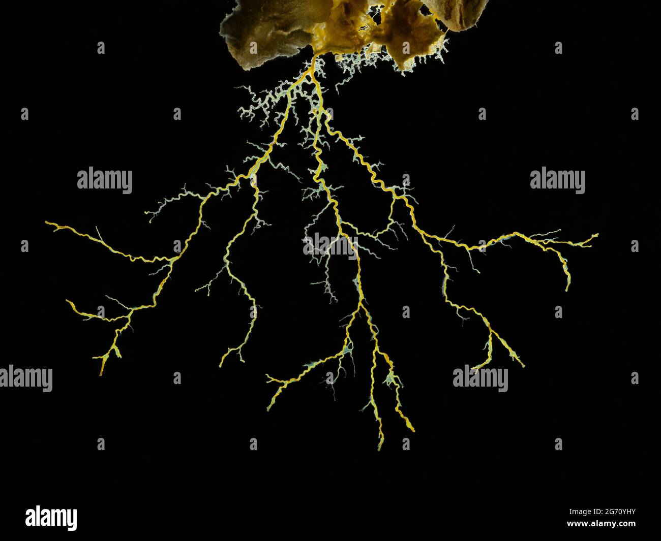 Immagine in primo piano di uno stampo di calce gialla o di uno stampo di calce (Physarum policefalum) che forma una rete tubolare di trefoli protoplasmatici in cerca di cibo. Indietro Foto Stock