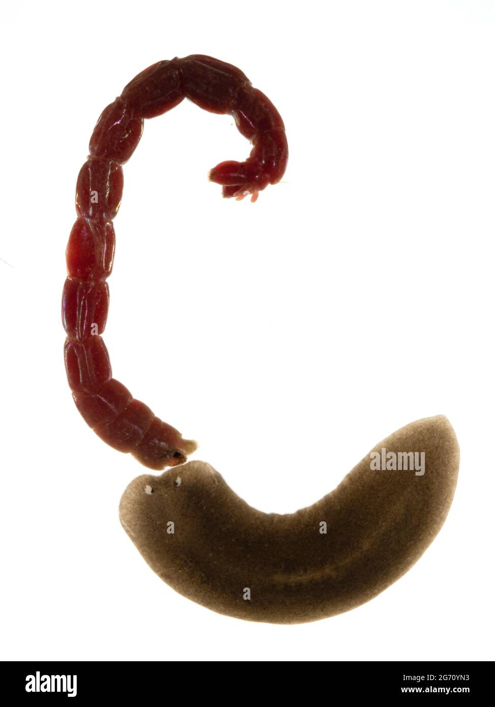 Immagine verticale di un flatworm triclad d'acqua dolce (planarian) (Schmidtea polychra) che indaga su un worm morto (chironomide midge larva) Foto Stock