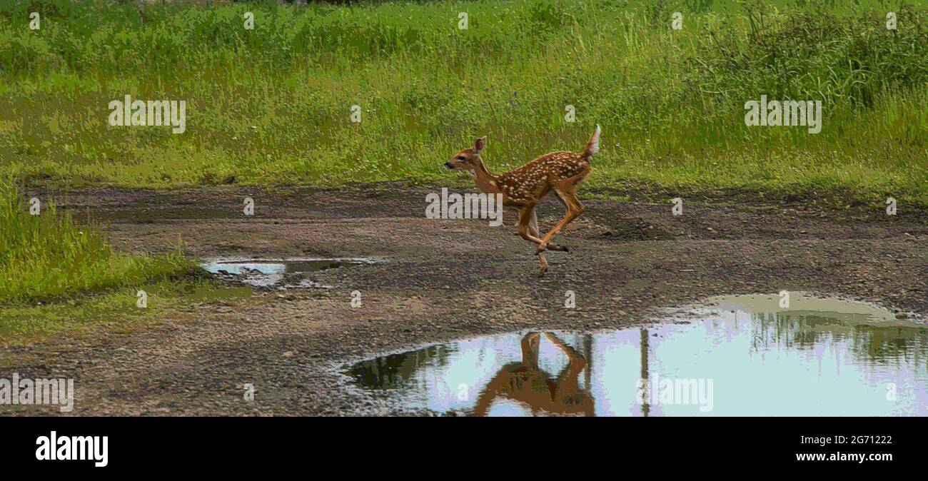 Un capriolo che corre sul sentiero, con erba verde dietro, e una pozza d'acqua di fronte alla foto. Foto Stock