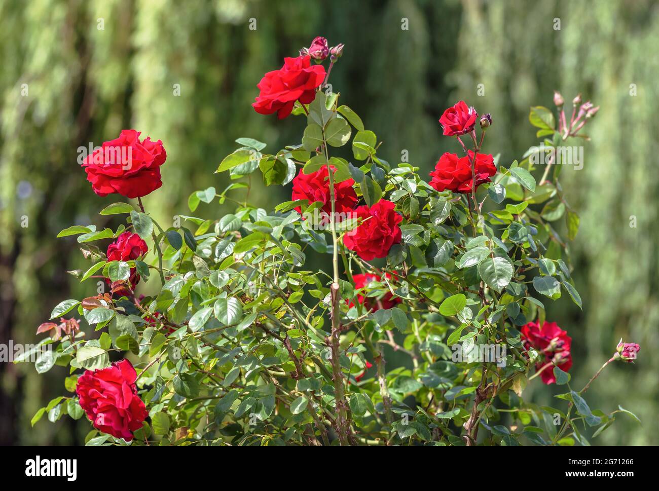 Rosa floribava 'Rotiliaa' - fiori rosso cremisi, di medie dimensioni, a cupola, doppio, 40-45 petali in un fiore, diametro del fiore 5cm. Foto Stock