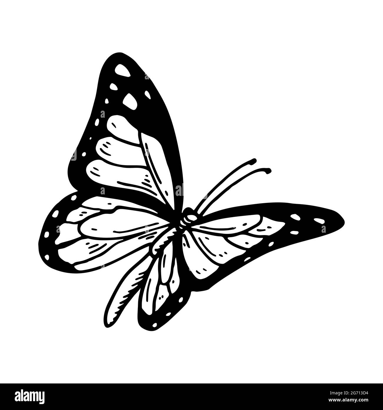 Farfalla monarca disegnata a mano isolata di bianco. Illustrazione vettoriale nello stile di schizzo Illustrazione Vettoriale