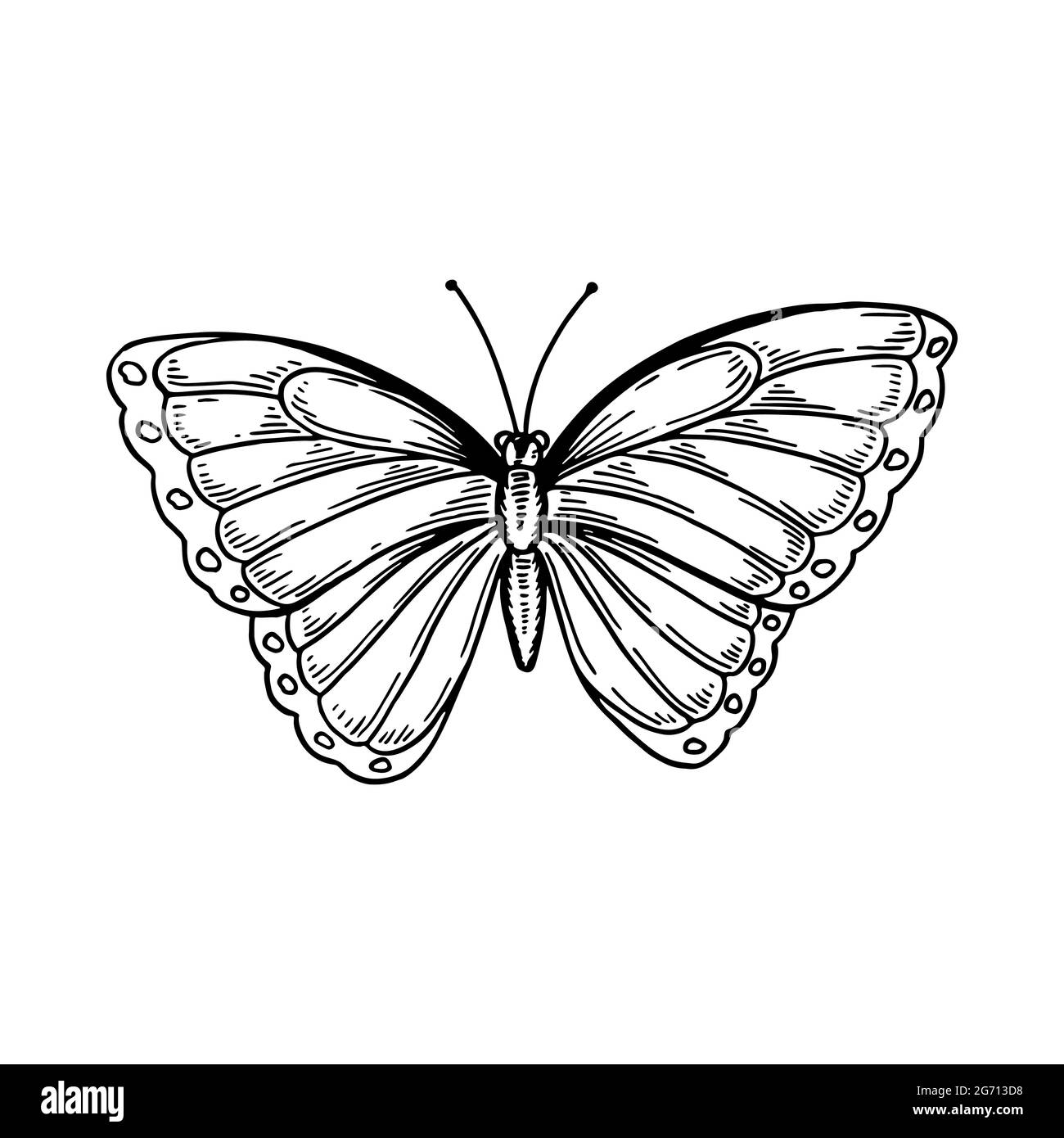 Farfalla Morpho disegnata a mano isolata di bianco. Illustrazione vettoriale nello stile di schizzo Illustrazione Vettoriale