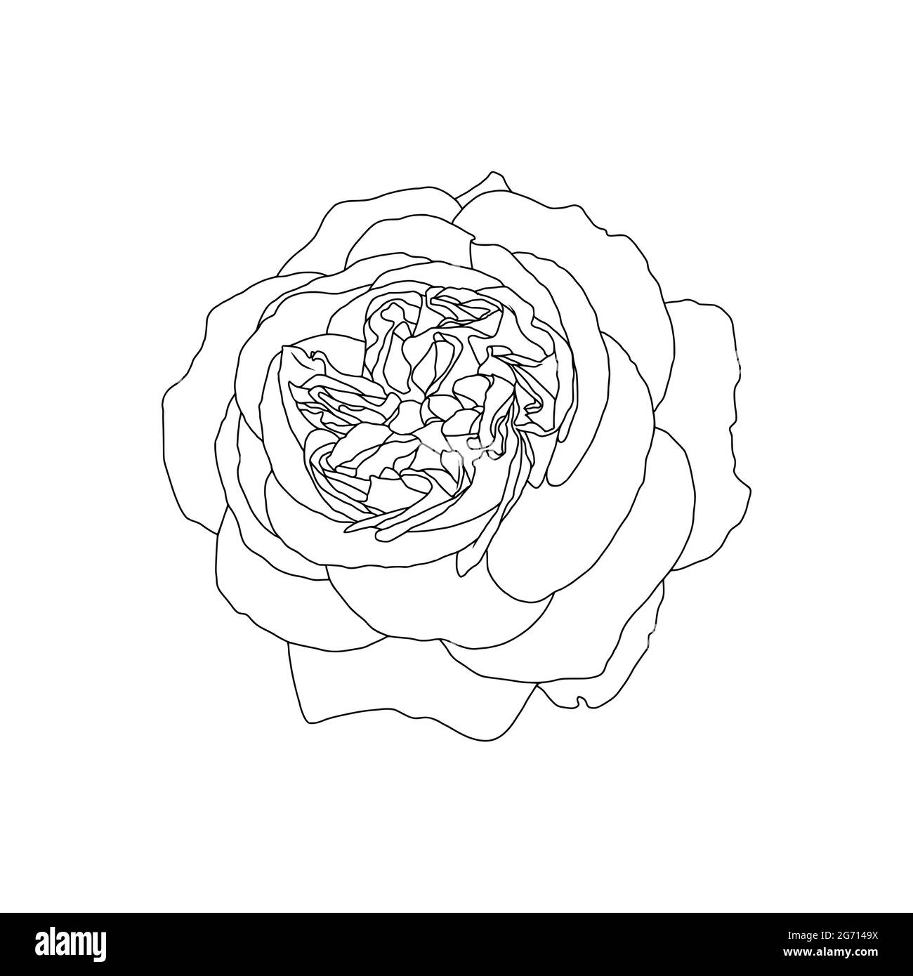 Disegno lineare del fiore di rosa isolato su sfondo bianco. Disegno a mano, illustrazione vettoriale, elemento decorativo per tatuaggio, biglietto di auguri, invito a nozze, libro da colorare Illustrazione Vettoriale