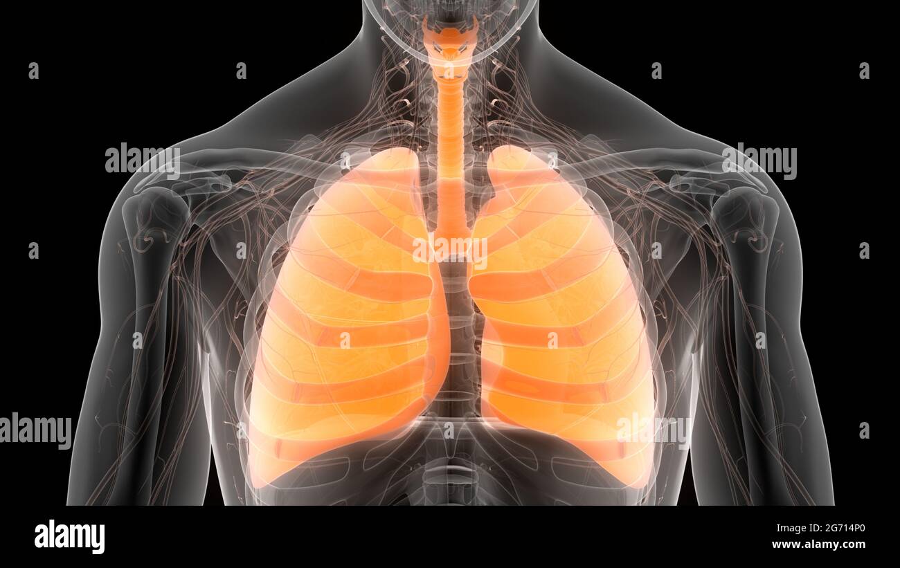 Umano Sistema respiratorio polmoni anatomia Foto Stock