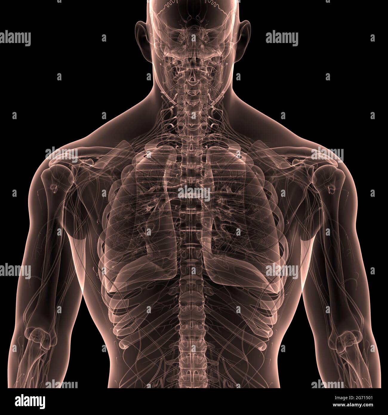 Umano Sistema respiratorio polmoni anatomia Foto Stock
