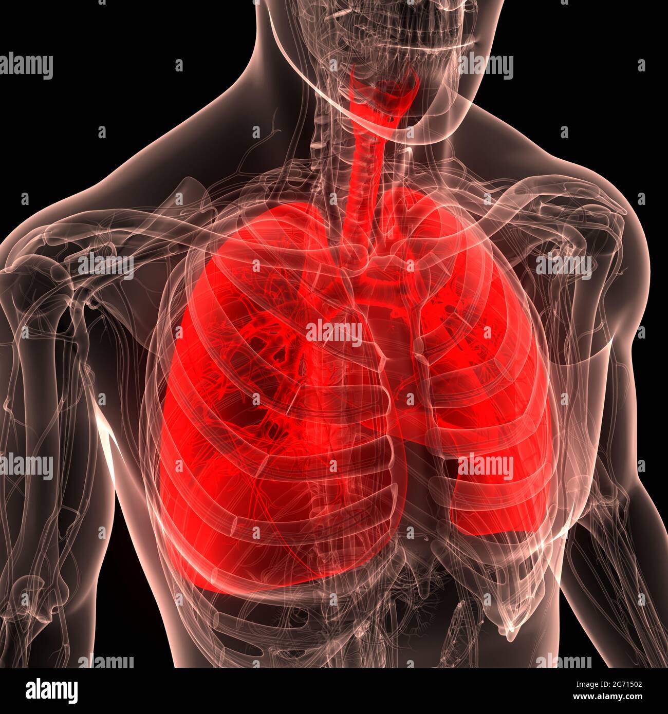 Umano Sistema respiratorio polmoni anatomia Foto Stock