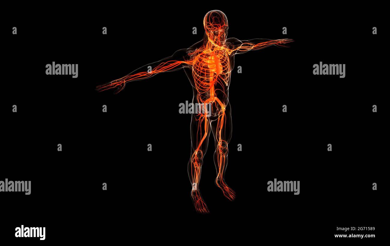 Umano Sistema circolatorio Anatomia cardiaca Foto Stock