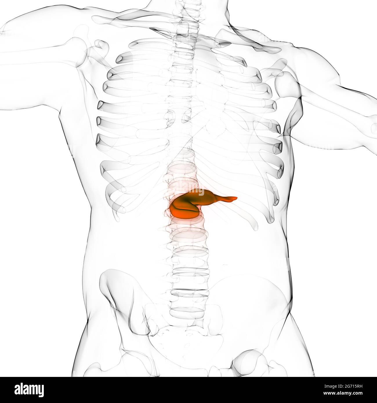 Anatomia del pancreas dell'organo interno umano Foto Stock