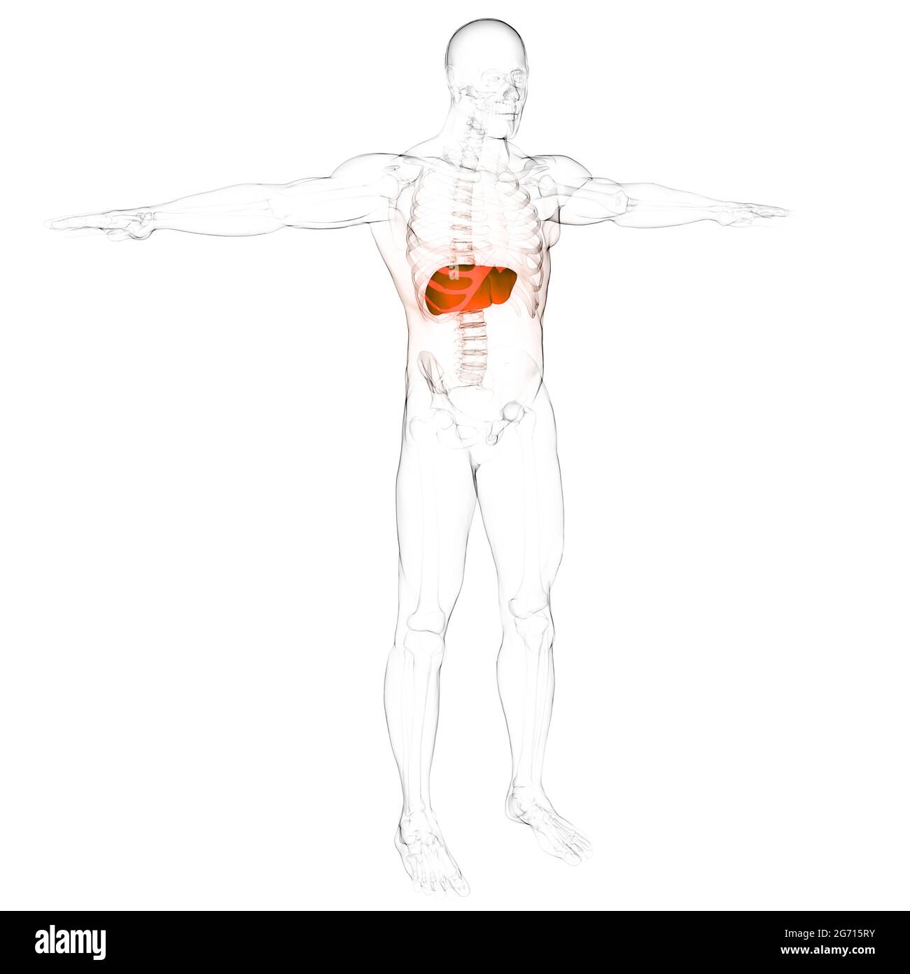 Interno umano organo digerente anatomia del fegato Foto Stock