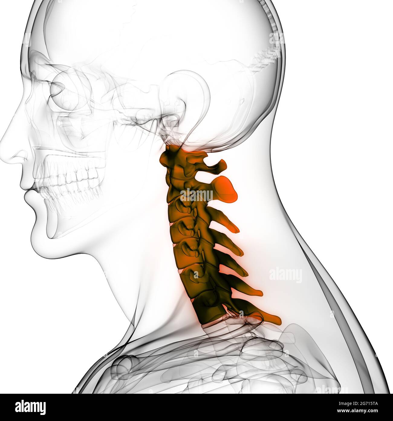 Colonna vertebrale del midollo spinale dell'anatomia del sistema scheletrico umano Foto Stock