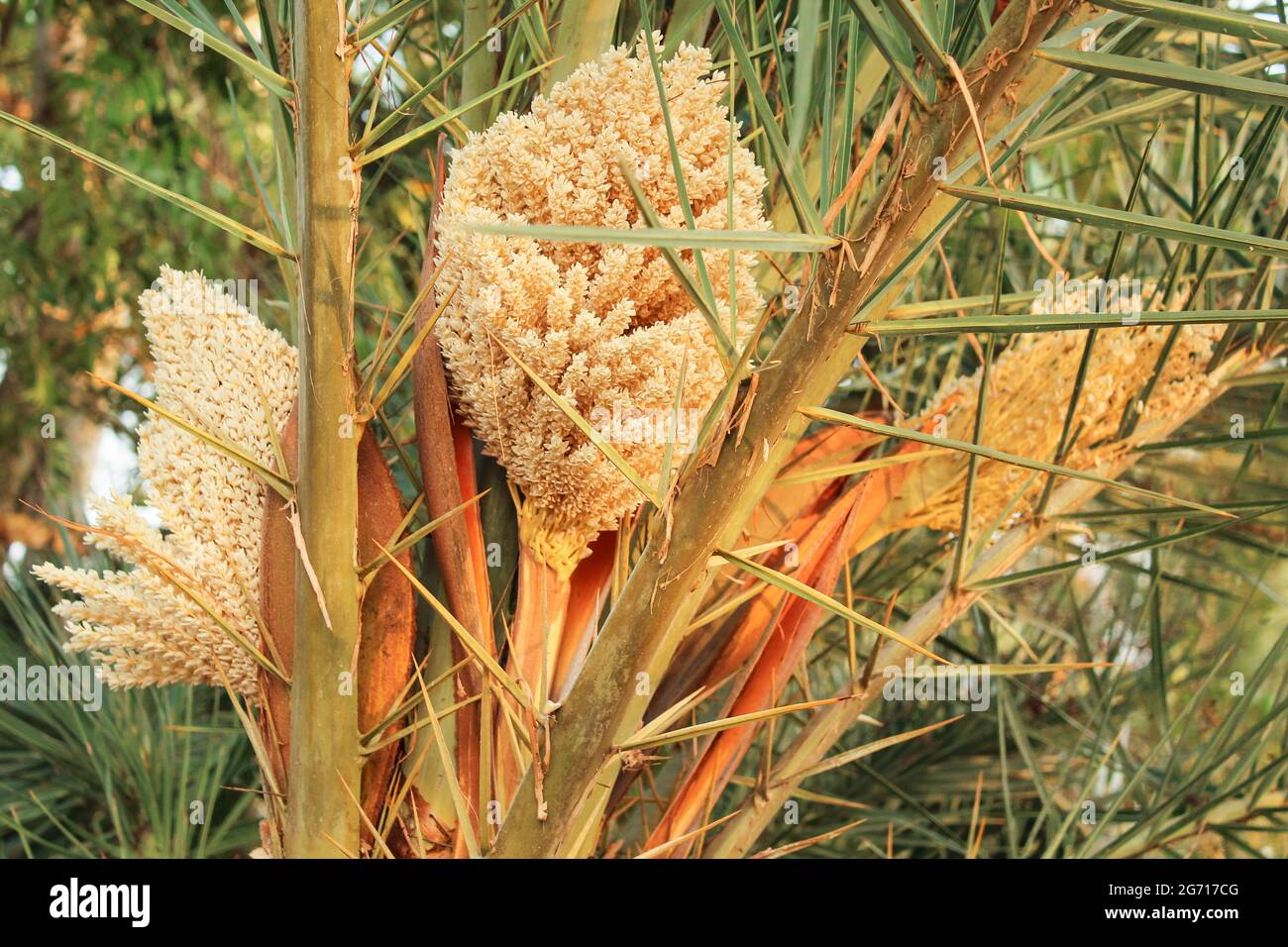 Data immagine di fiori di palma Foto Stock