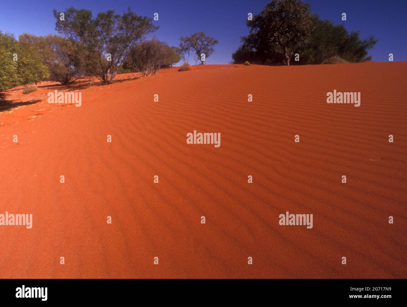 ALBERI E ARBUSTI CHE CRESCONO SUL BORDO DI UNA DUNA DI SABBIA ROSSA NEL GRAN DESERTO DI SIMPSON, AUSTRALIA CENTRALE. Foto Stock