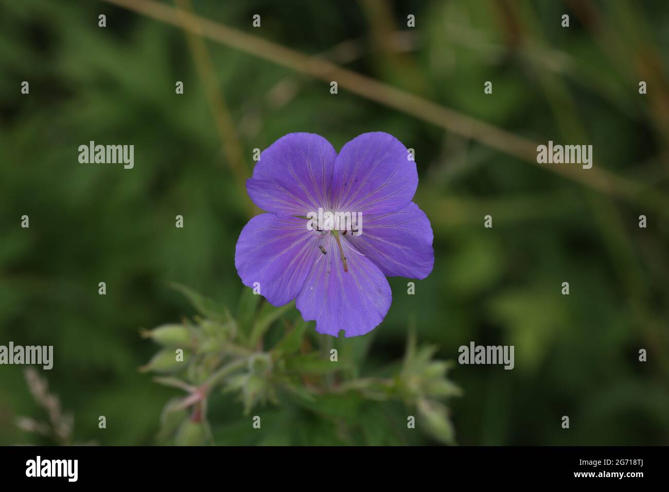 Delicati fiori blu del geranio prato. Foto Stock