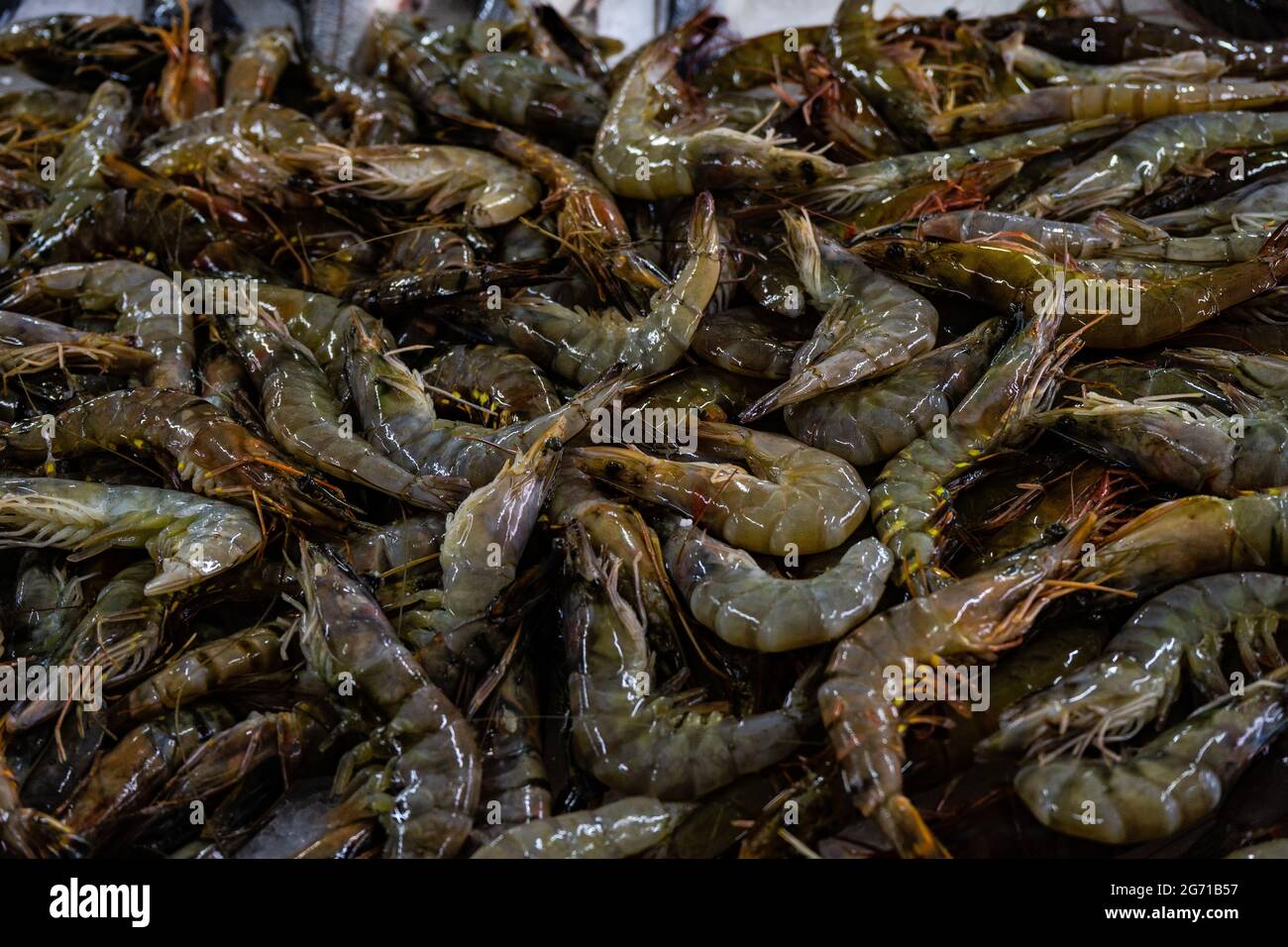 Varietà di gamberetti comuni sul mercato del pesce di Batumi Foto Stock