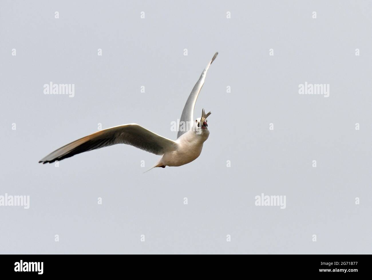 Gull volare con il pesce Foto Stock