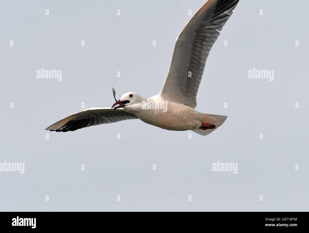 Gull volare con il pesce Foto Stock
