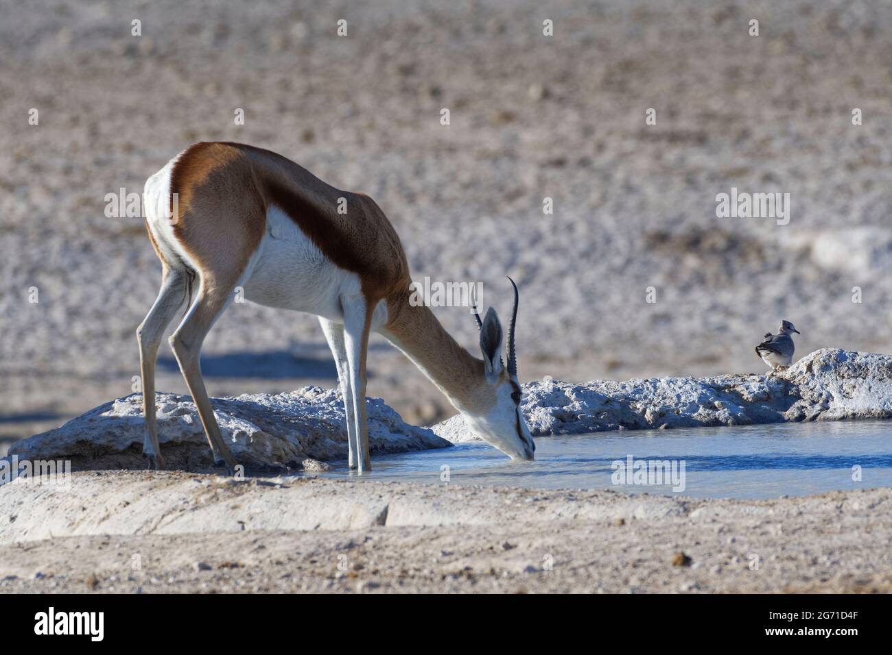 Springbok (Antidorcas marsupialis), femmina adulta che beve al waterhole, una colomba seduta a collo d'anello (Streptopelia capicola) sul retro, Etosha NP, Namibia Foto Stock