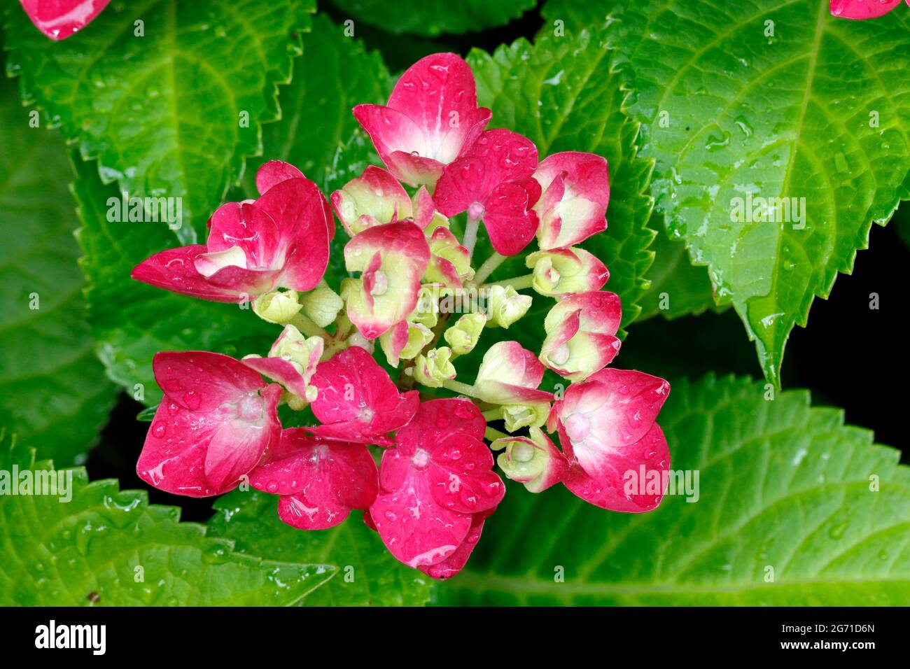 Dettagli della red hydrangea blossoms Foto Stock