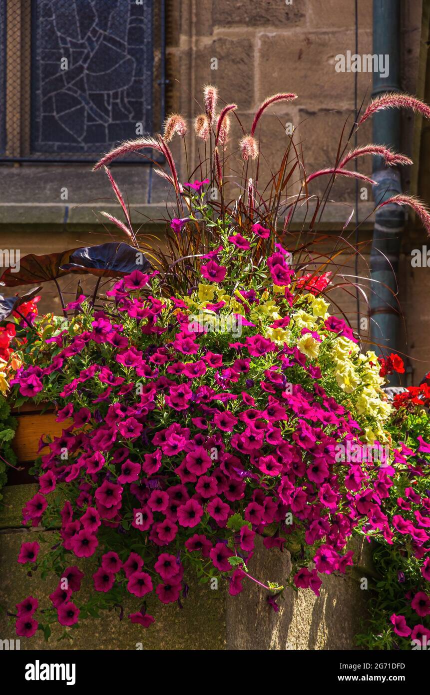 Bella e colorata decorazione urbana di fiori e piante in piantatrici all'esterno della Collegiata di Tübingen, Germania. Foto Stock