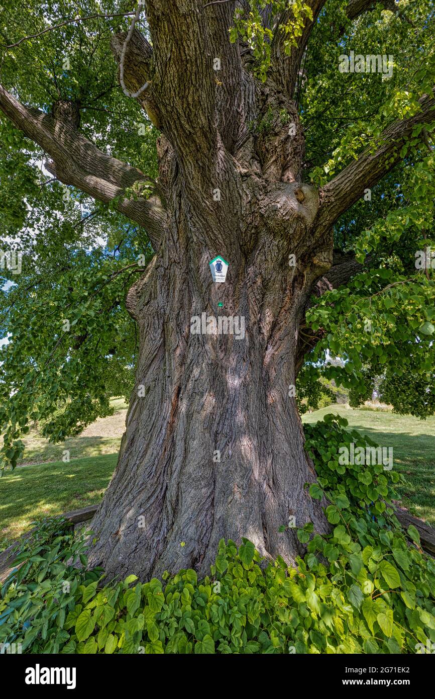 Unter der linde immagini e fotografie stock ad alta risoluzione Alamy