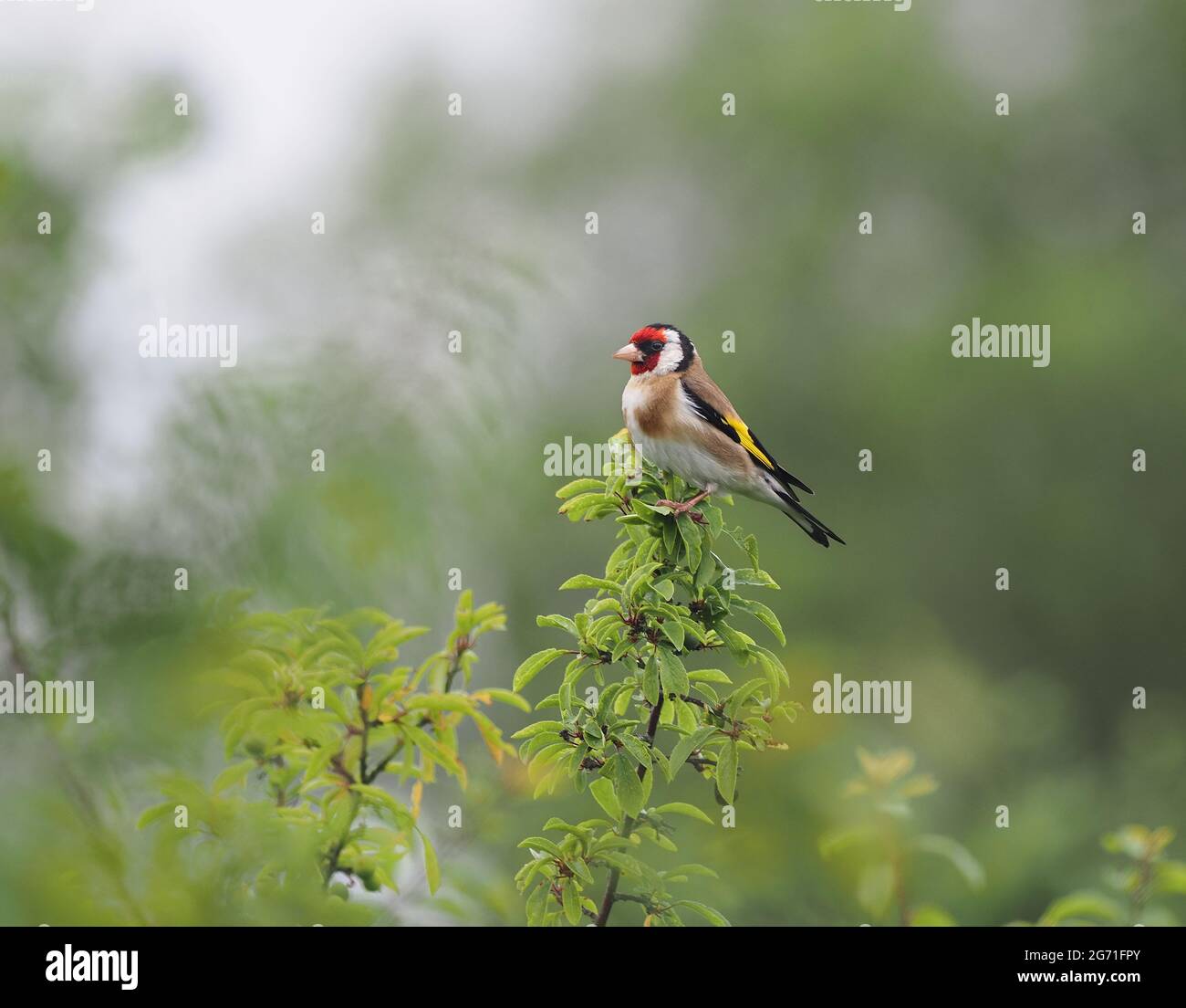 Goldfinch su alta persico pronto a chiamare, Galles Foto Stock