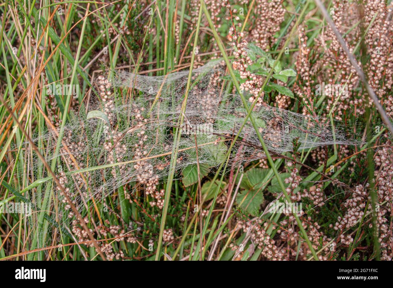 Landschaft -Natur Foto Stock