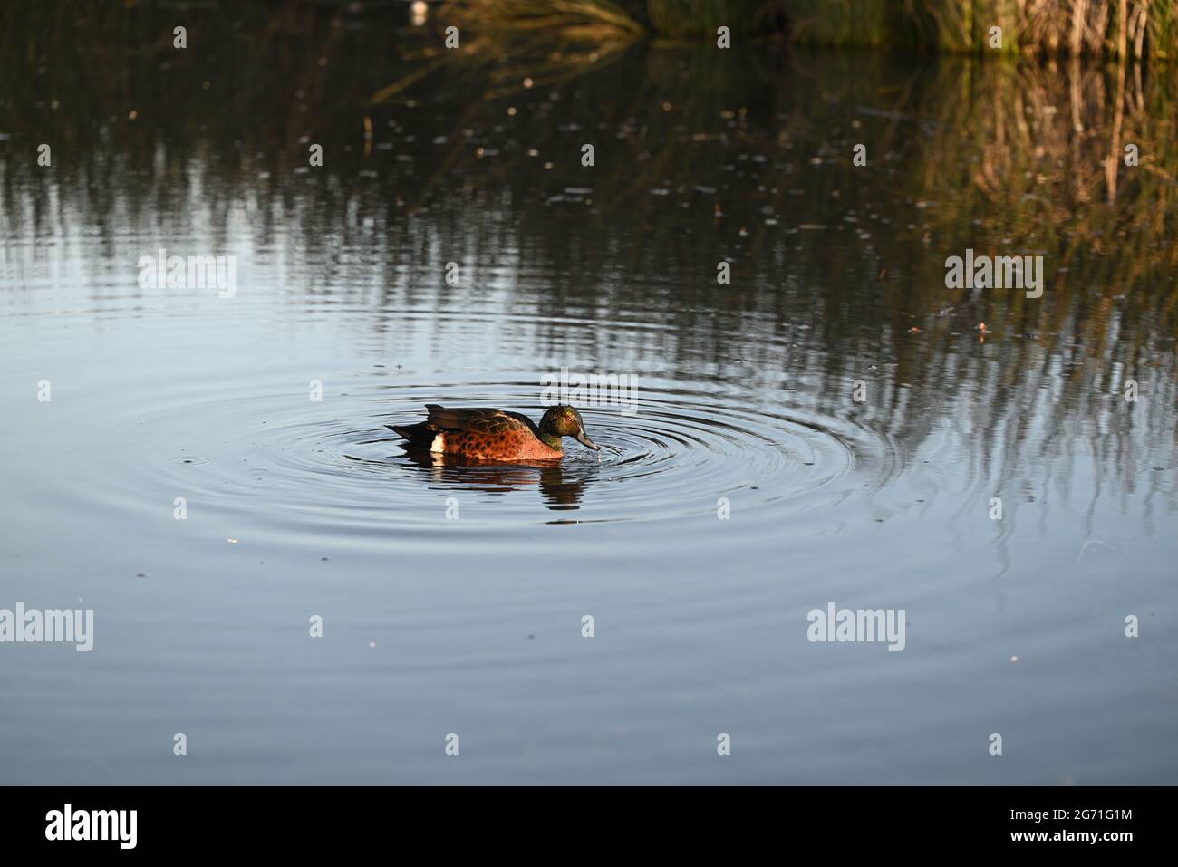 Un lato di castagno teal mentre nuotano in un lago, gocciolando bagnato dopo aver tuffato la testa in acqua Foto Stock