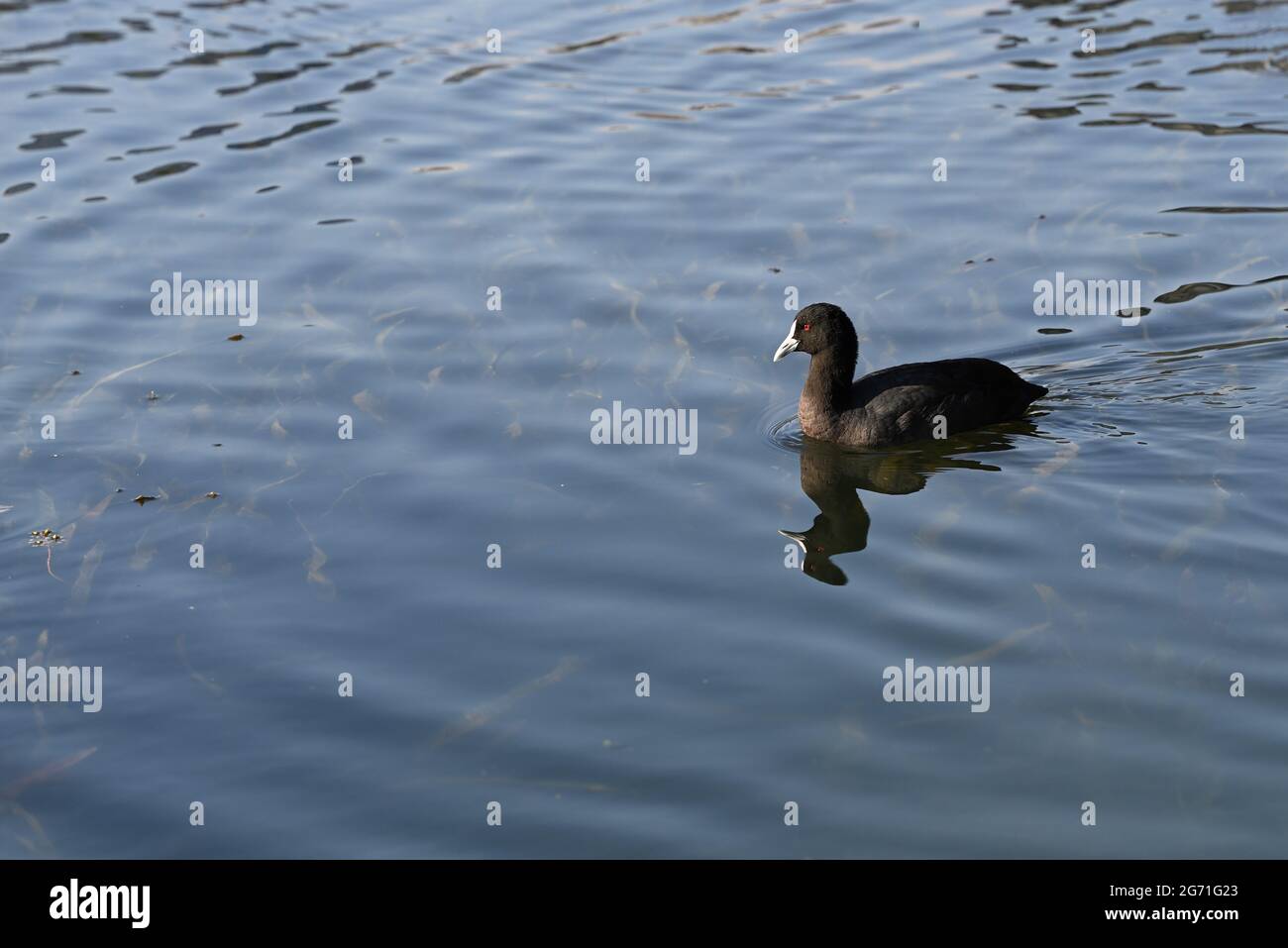 Un coot eurasiatico, noto anche come un comune coot, nuotare in un lago. La riflessione distorta degli uccelli è visibile sulla superficie dell'acqua Foto Stock