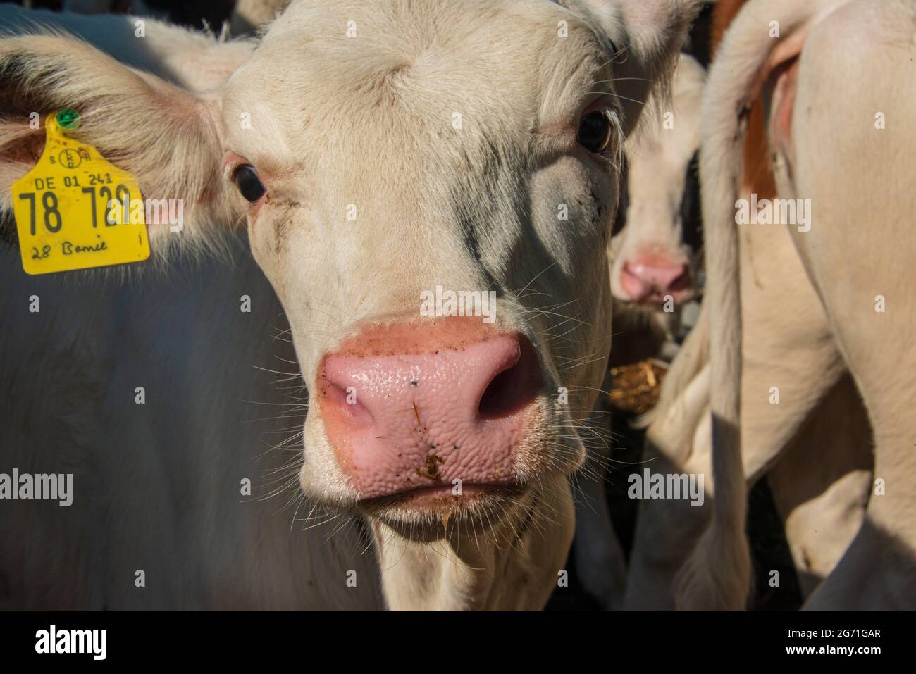 Kälberzucht auf einem dem Tierwohl, verpflichtendem Bauernhof in der Holsteinischen Schweiz Foto Stock