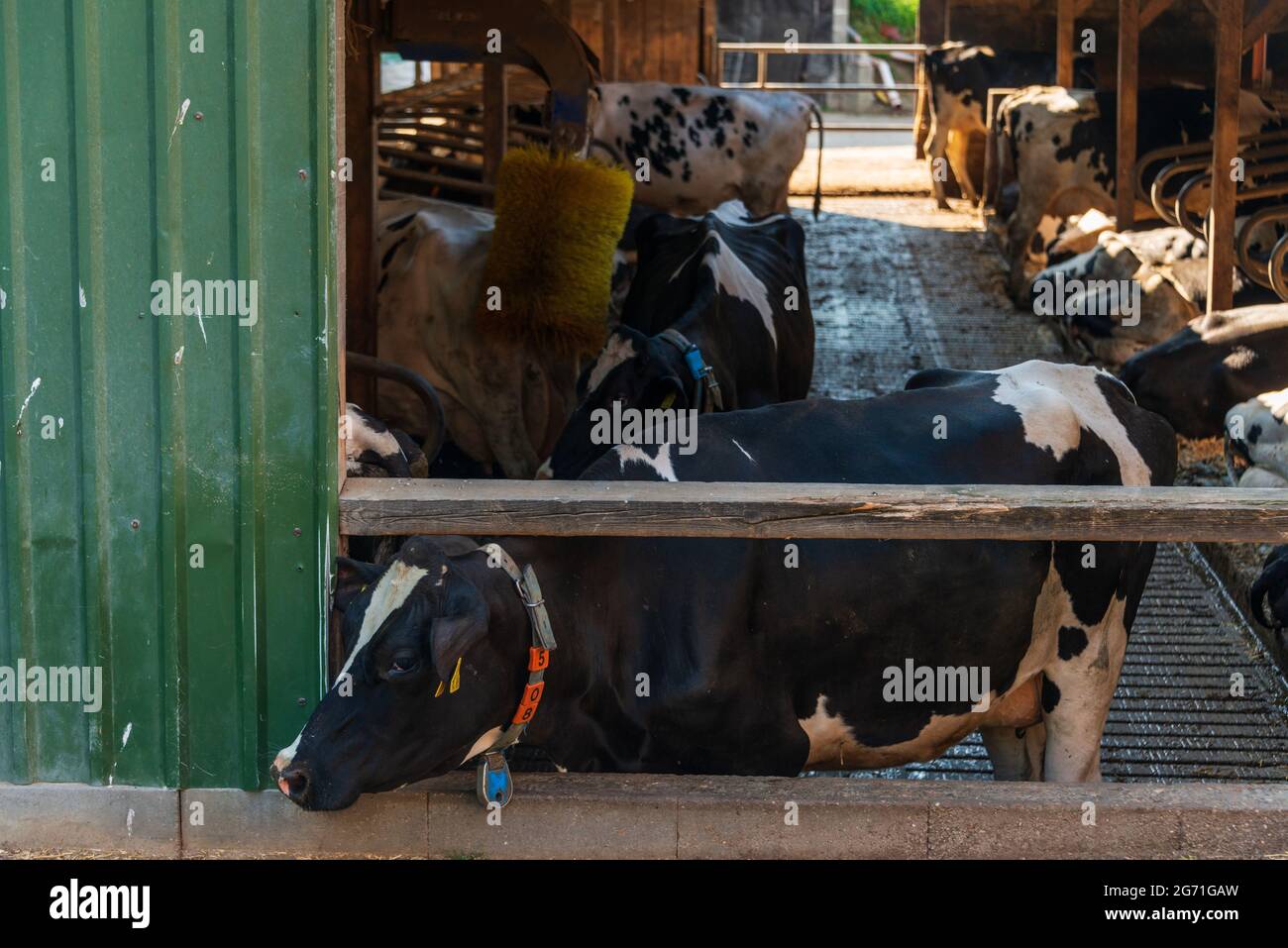 Kälberzucht auf einem dem Tierwohl, verpflichtendem Bauernhof in der Holsteinischen Schweiz Foto Stock