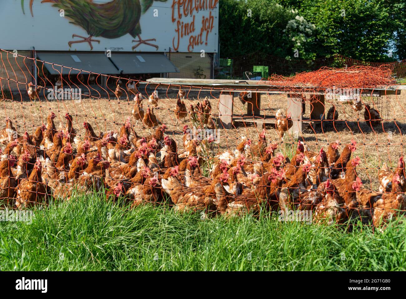 Legehennen auf einem Bauernhof mit artgerechter und dem Tierwohl verpflichteter Produktion Foto Stock