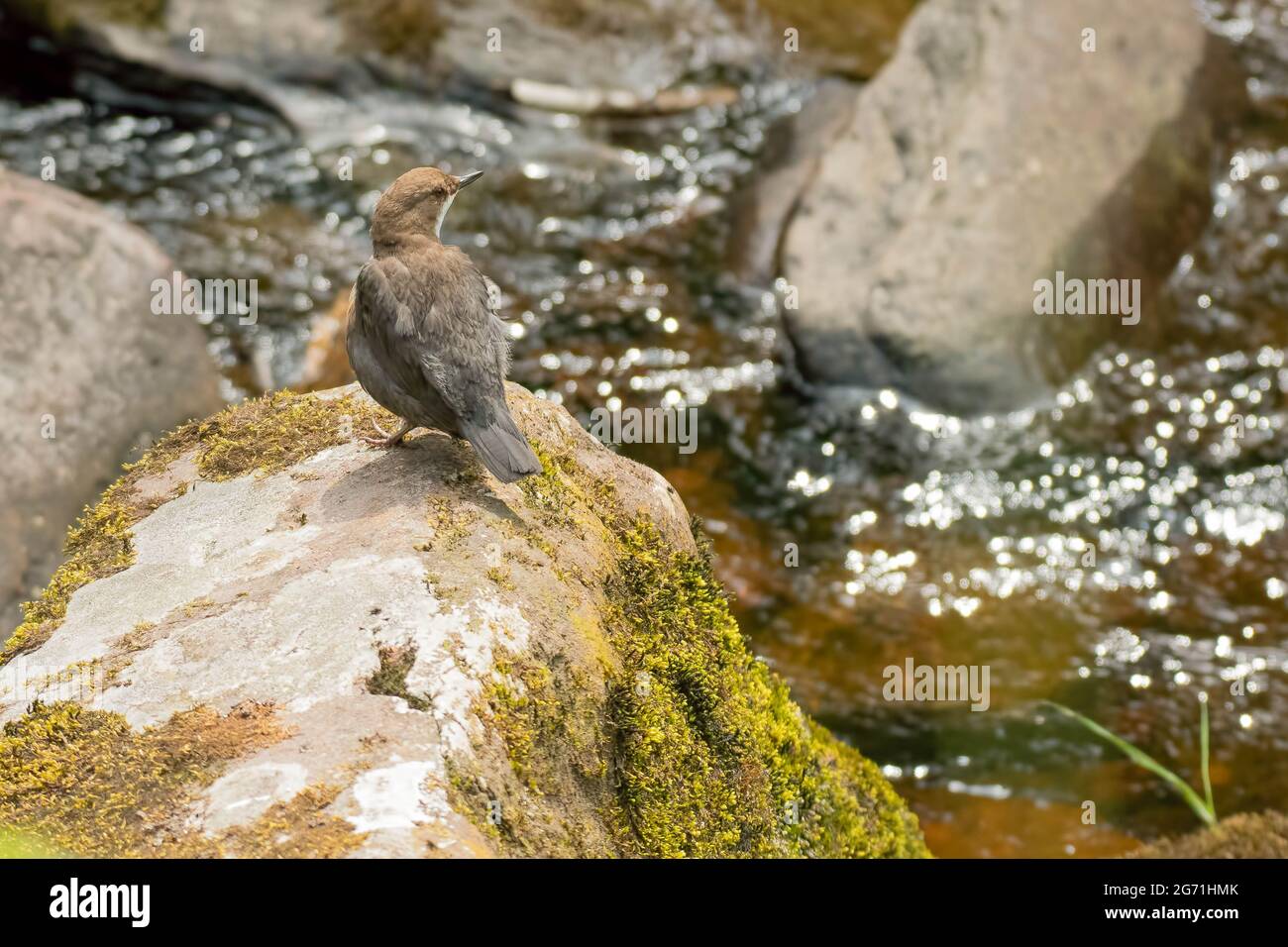 Dipper ( Cinclusis cincluss) che si trova su una grande roccia accanto ad un flusso fluente nel Brecon Beacons Galles. Foto Stock
