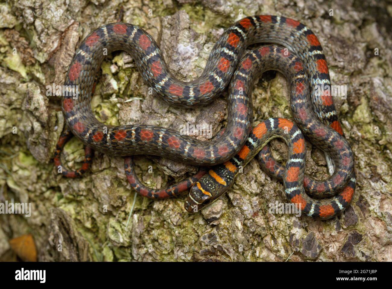 Serpente volante con due abbracci Foto Stock