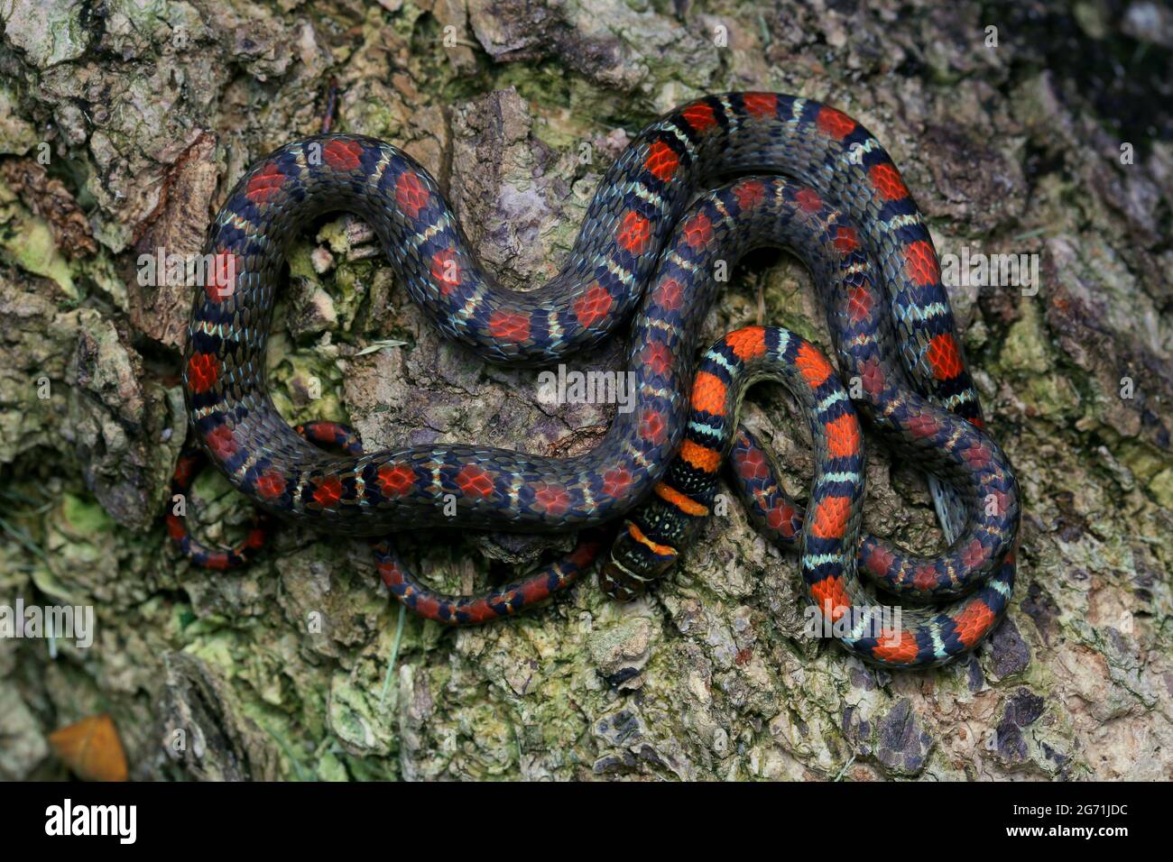 Serpente volante con due abbracci Foto Stock