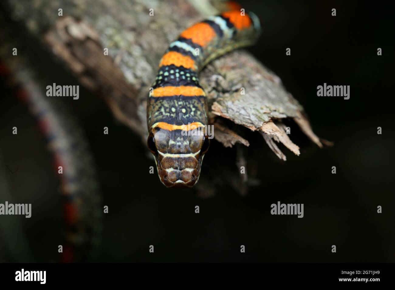 Serpente volante con due abbracci Foto Stock