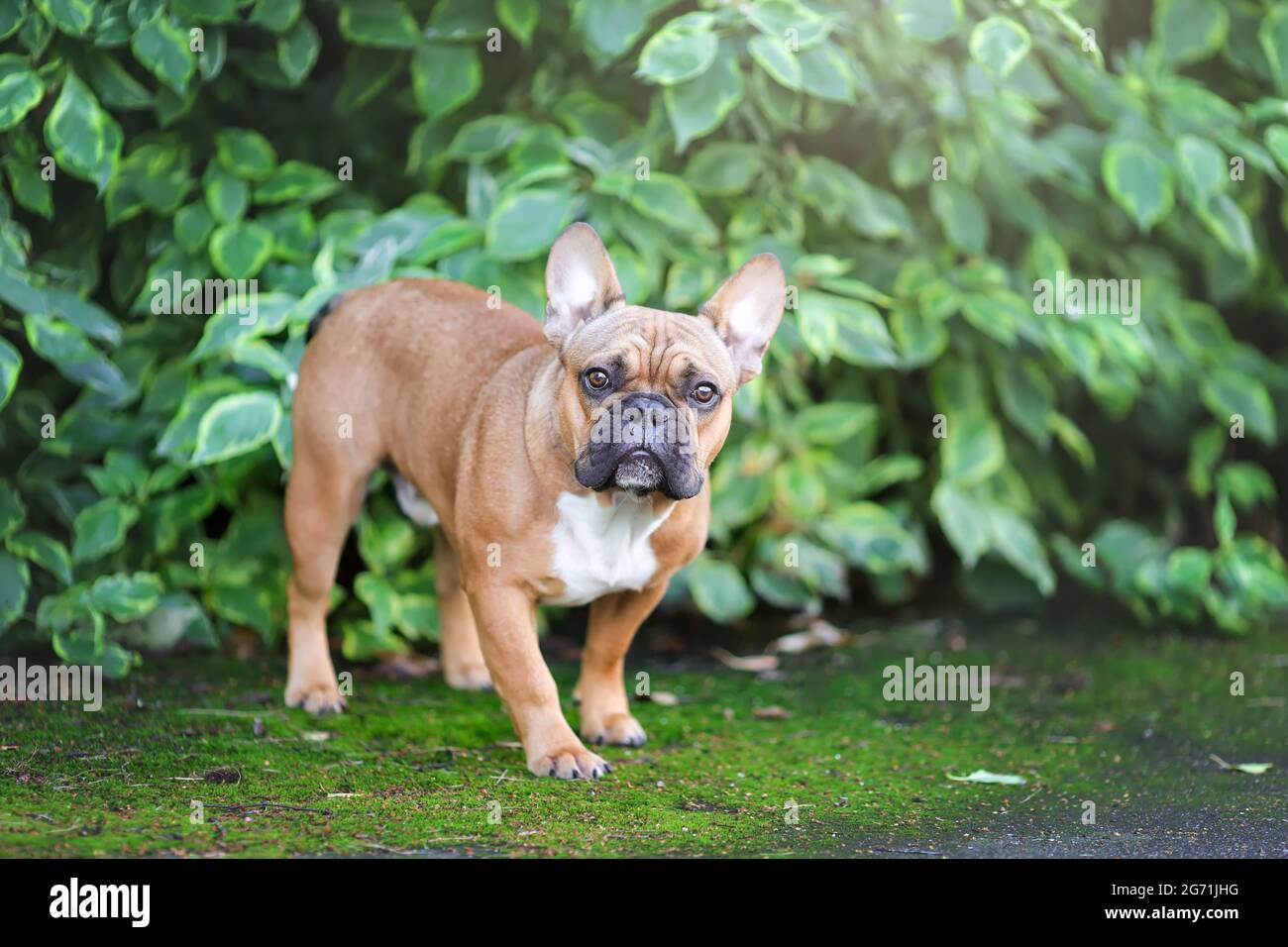 Carino cane da corrida francese in piedi alla natura estiva Foto Stock