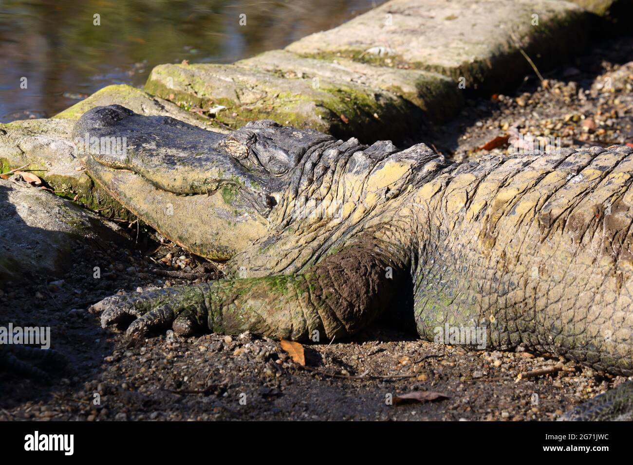 Un Caiman (coccodrillo caimano) che giace al sole all'Homosassa Springs Wildlife Park, Florida, USA Foto Stock