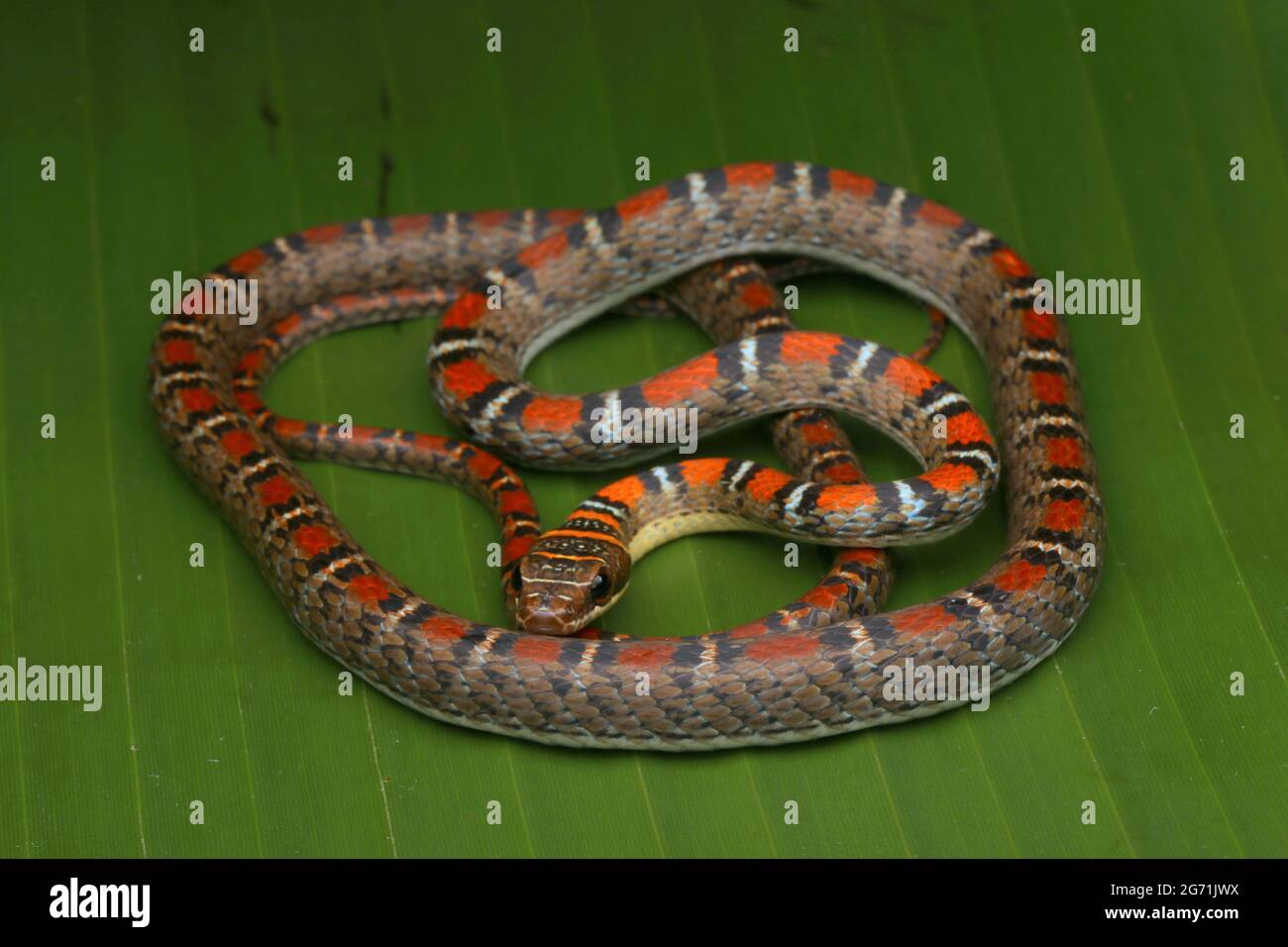 Serpente volante con due abbracci Foto Stock